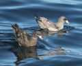 Northern Fulmar